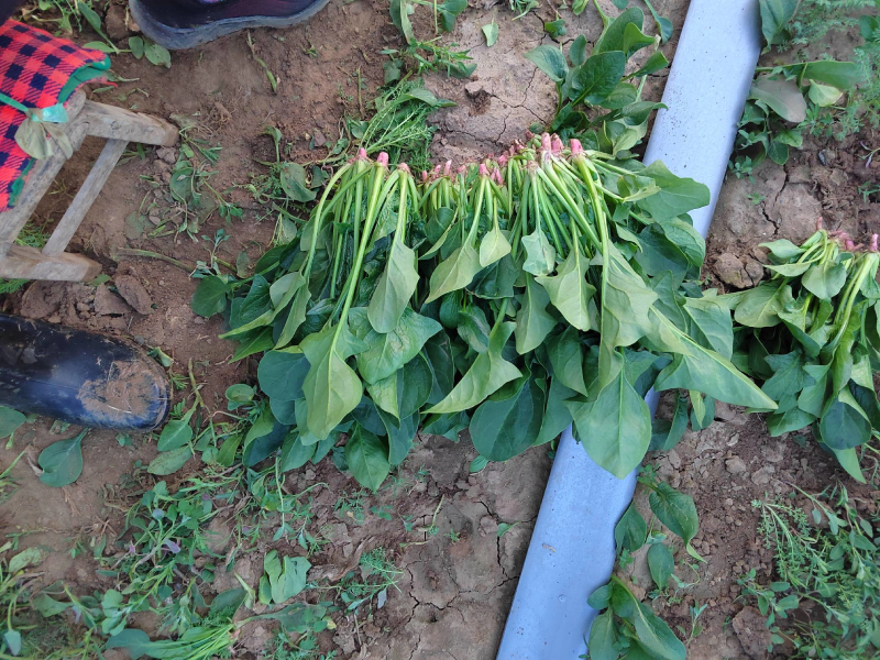 精品菠菜大叶菠菜产地直销对接各类客户欢迎咨询合作