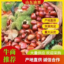 山东油栗，黄糯香甜油栗，炒货专用，代收代发电商微商，社区团购