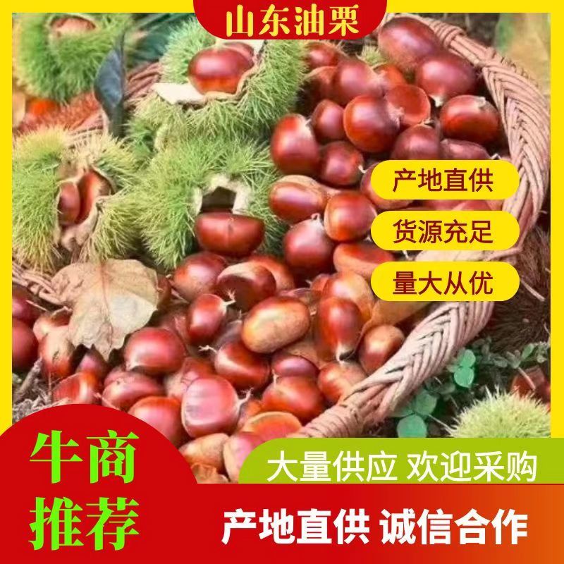 山东油栗，黄糯香甜油栗，炒货专用，代收代发电商微商，社区团购