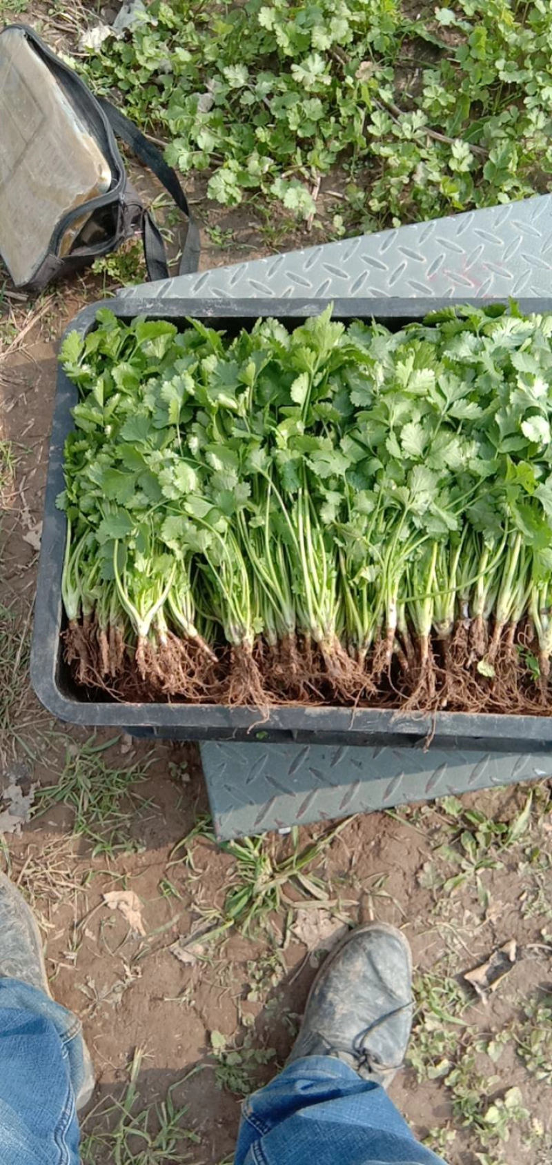 大量上市精品香菜欢迎客商前来大叶香菜品质保证