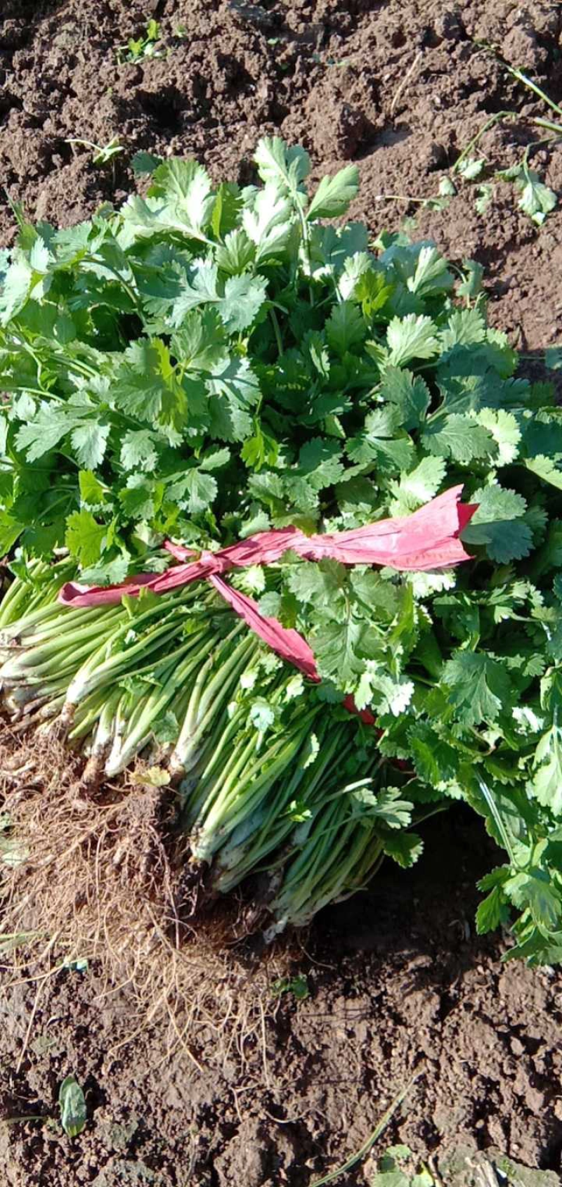 大量上市精品香菜欢迎客商前来大叶香菜品质保证