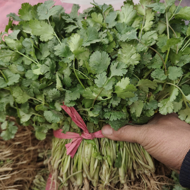 大量上市精品香菜欢迎客商前来大叶香菜品质保证