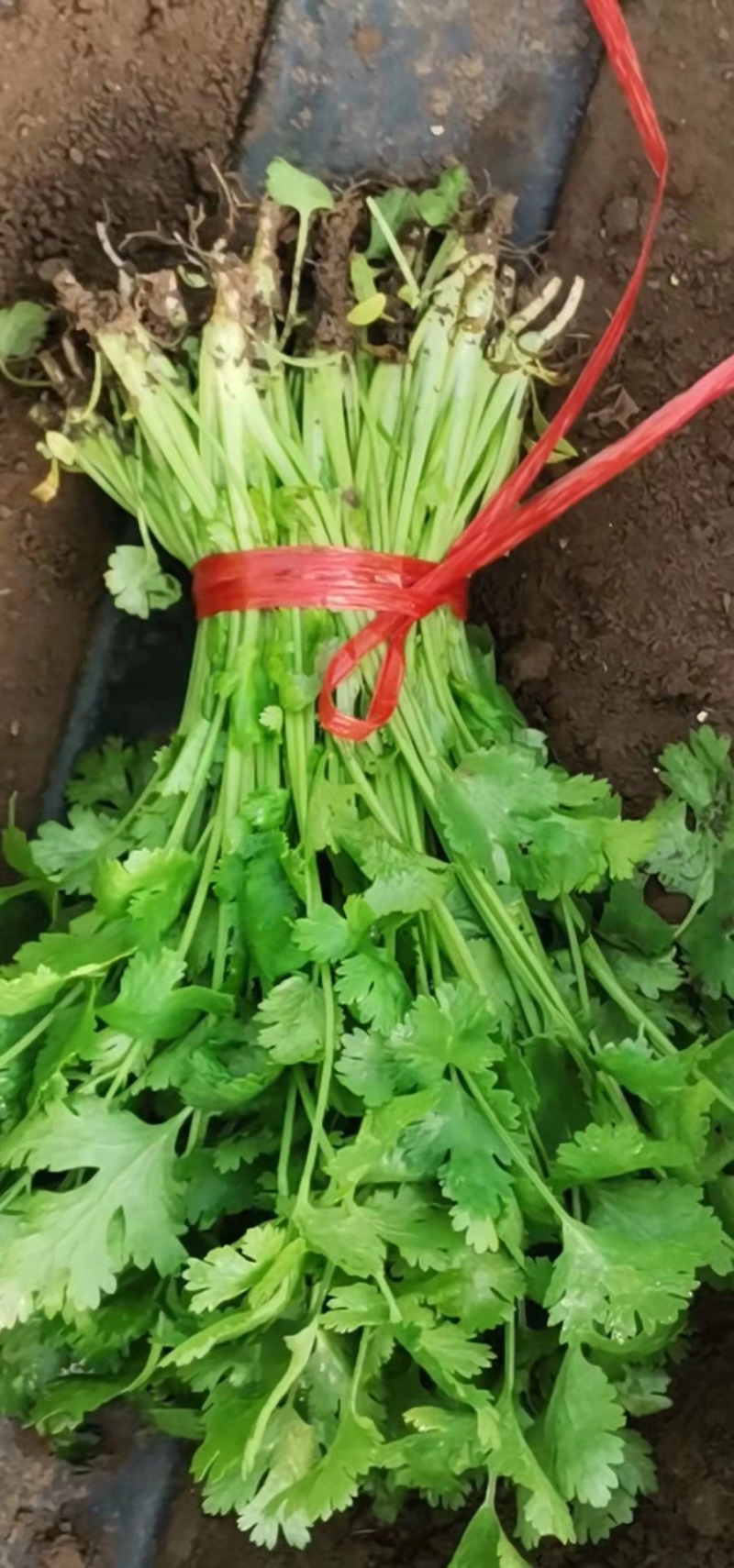 大量上市精品香菜欢迎客商前来大叶香菜品质保证
