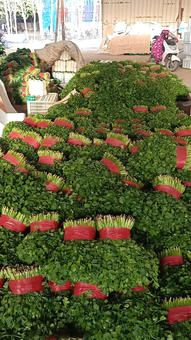 大量上市精品香菜欢迎客商前来大叶香菜品质保证