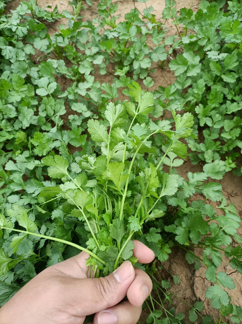 大量上市精品香菜欢迎客商前来大叶香菜品质保证