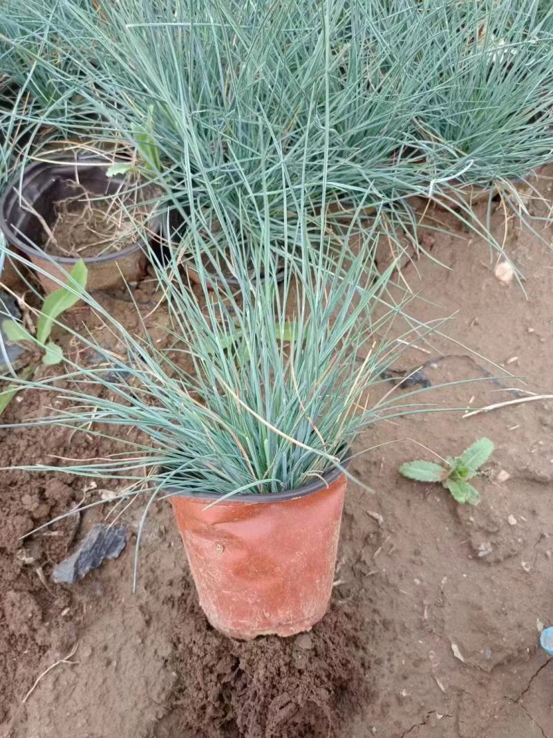 精品蓝羊茅，绿化，花海基地直发可视频看货量大价优