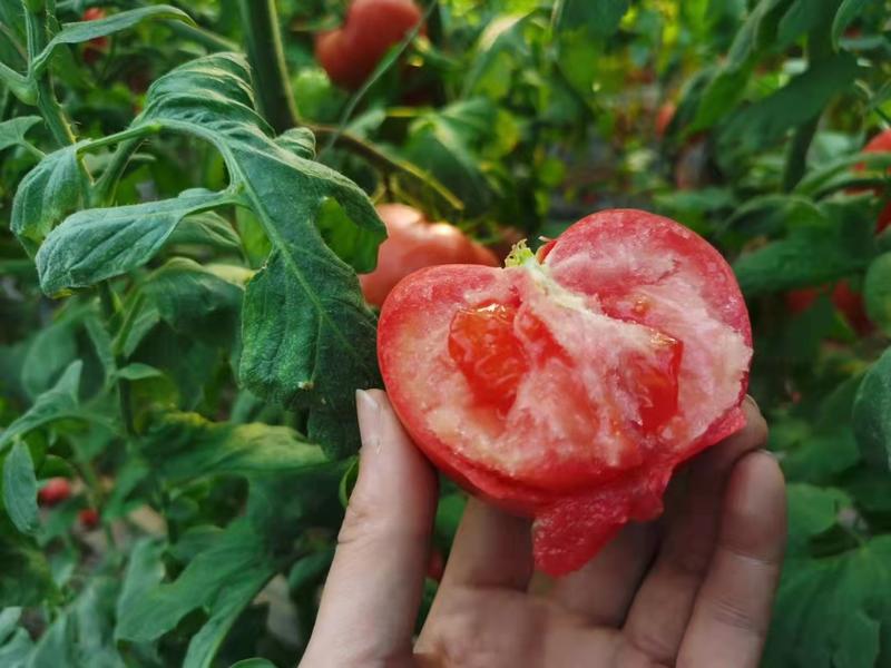 烟台普罗旺斯西红柿沙瓤新鲜现摘5斤装包邮