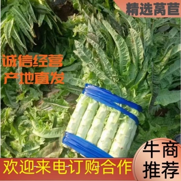 红叶莴笋1.5--2斤，，40-50公分上货快！质量好。