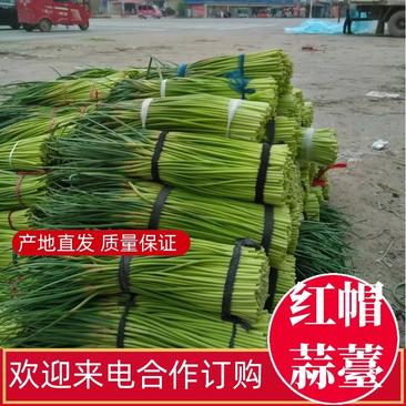 红帽蒜薹通货40~50cm产地发货量大质优欢迎合作