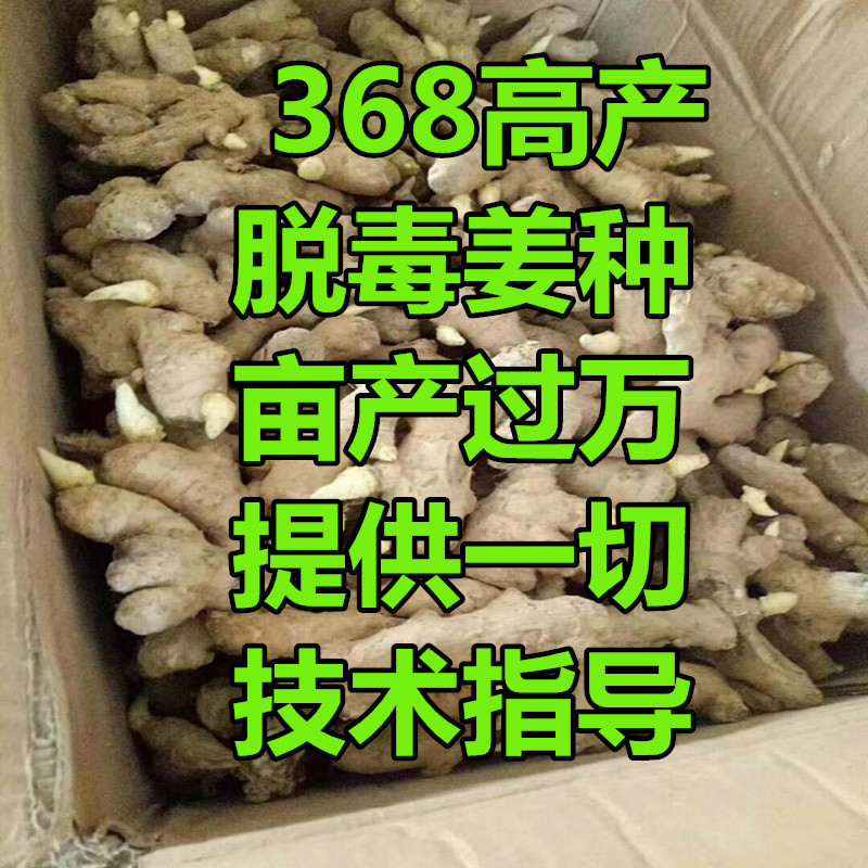 368高产姜种，抗病毒，亩产过万，提供一切技术指导