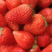 安徽蚌埠红颜草莓，货源稳定充足，长期供应，欢迎选购