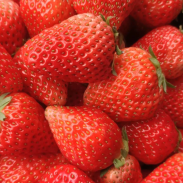 安徽蚌埠红颜草莓，货源稳定充足，长期供应，欢迎选购