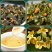 茶友们桂花乌龙茶浓香型桂花茶高山乌龙茶叶罐装500g