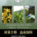 茶友们桂花乌龙茶浓香型桂花茶高山乌龙茶叶罐装500g
