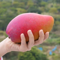 【推】贵妃芒海南芒果大量上市对接电商团购发往全国