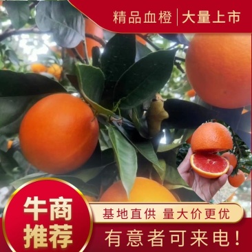 (血橙脐橙)中华红血橙伦晚脐橙夏橙看货定园现场采摘
