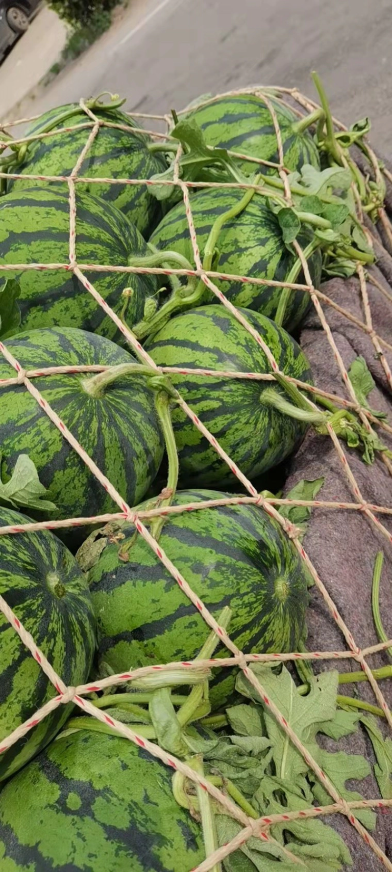精品美都口感好糖度高质量保证产地直销供货源足