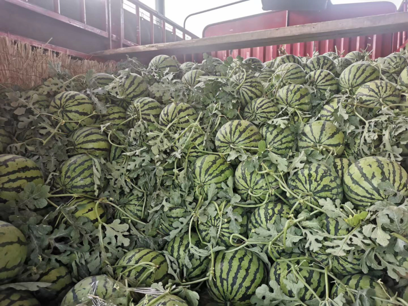 精品美都口感好糖度高质量保证产地直销供货源足
