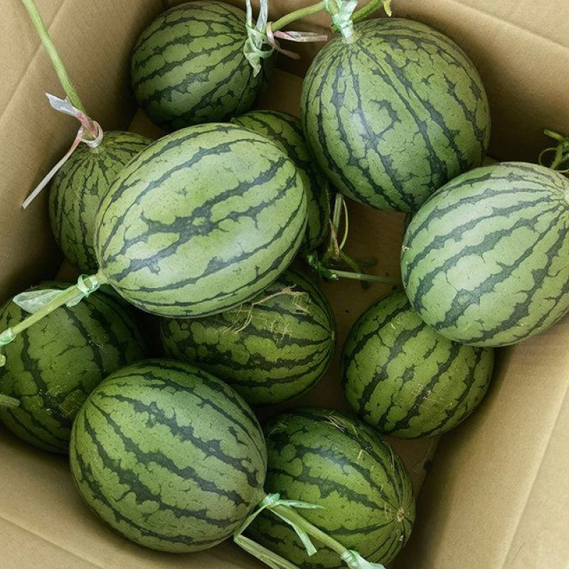早春红玉西瓜产地直发量大从优欢迎咨询