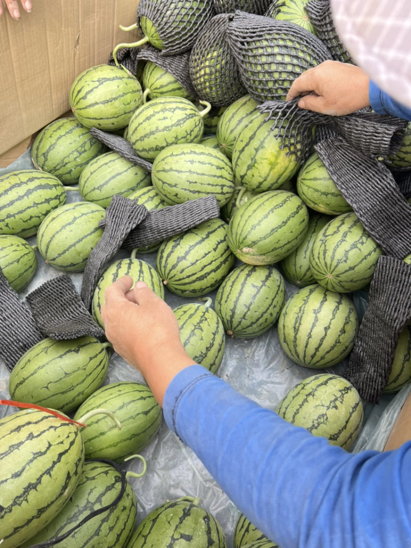 早春红玉西瓜产地直发量大从优欢迎咨询