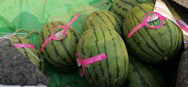 早春红玉西瓜产地直发量大从优欢迎咨询