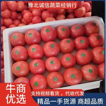 【西红柿】产地直供一手货源品质保障商超品质真实报价