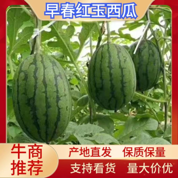 早春红玉西瓜产地直发量大从优欢迎咨询