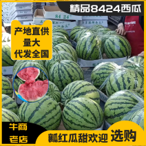 西瓜8424甜王美都大量供应产地货源充足代发全国