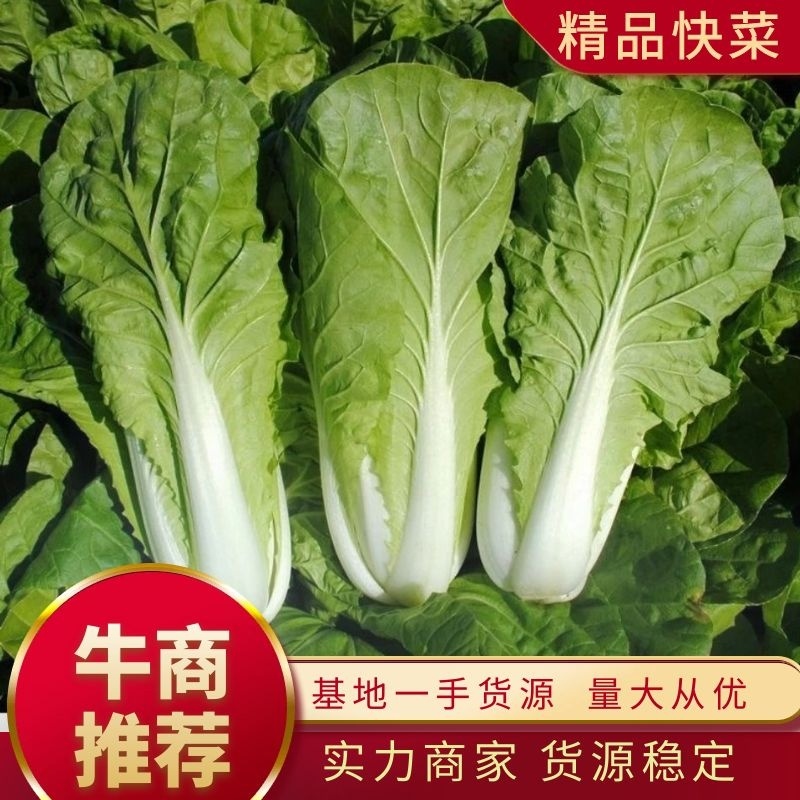 《奶白菜》优质快菜大量供应产地货源充足代发全国