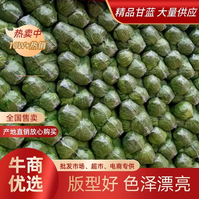 《甘蓝》品质包菜大量供应产地货源充足代发全国