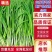 《韭菜》大量供应产地批发货源充足代发全国