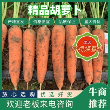 《胡萝卜》大量供应产地批发货源充足代发全国