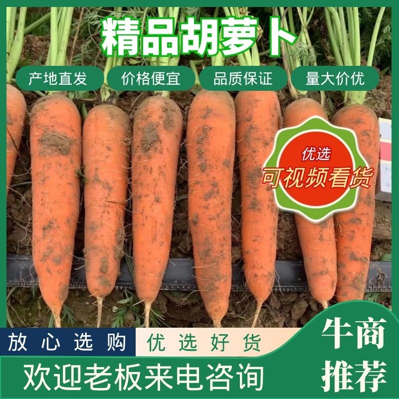 《胡萝卜》大量供应产地批发货源充足代发全国