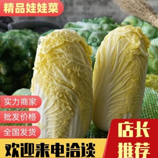 娃娃菜大量供应 产地批发 货源充足 代发全国