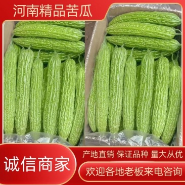 【苦瓜】河南精品苦瓜产地直销长期供应市场电商商超全国发货
