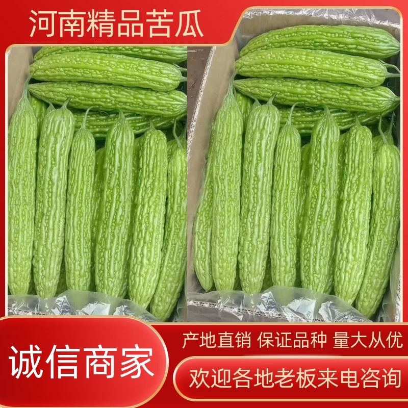 【苦瓜】河南精品苦瓜产地直销长期供应市场电商商超全国发货