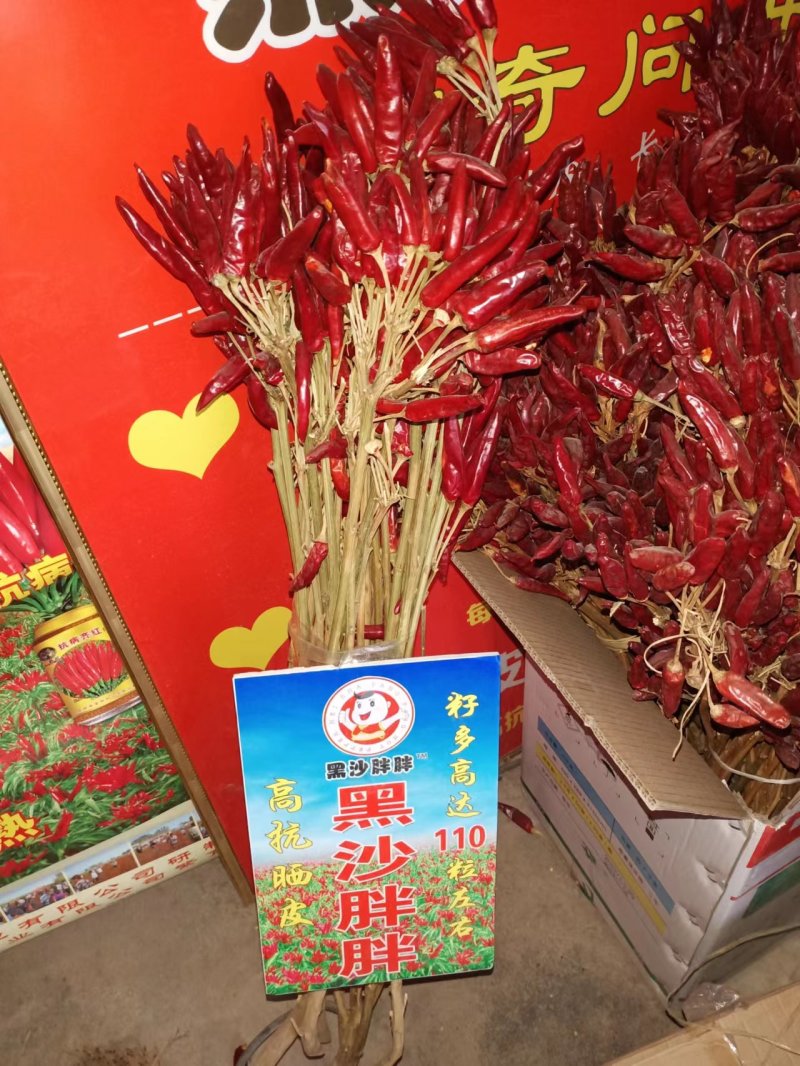 朝天椒苗，小米辣，816，819，高辣辣椒苗