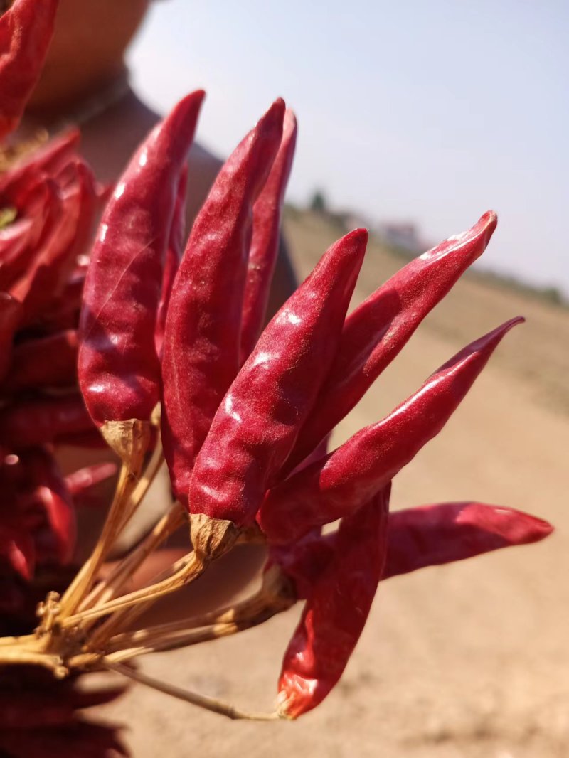朝天椒苗，小米辣，816，819，高辣辣椒苗