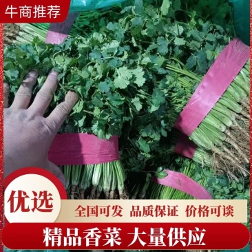 《香菜芫荽》大量供应产地批发货源充足代发全国