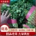 《香菜芫荽》大量供应产地批发货源充足代发全国