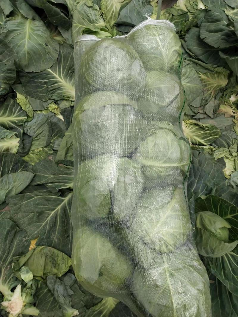 精品圆包菜甘蓝大量上市质量好一手货源基地直发诚信合作