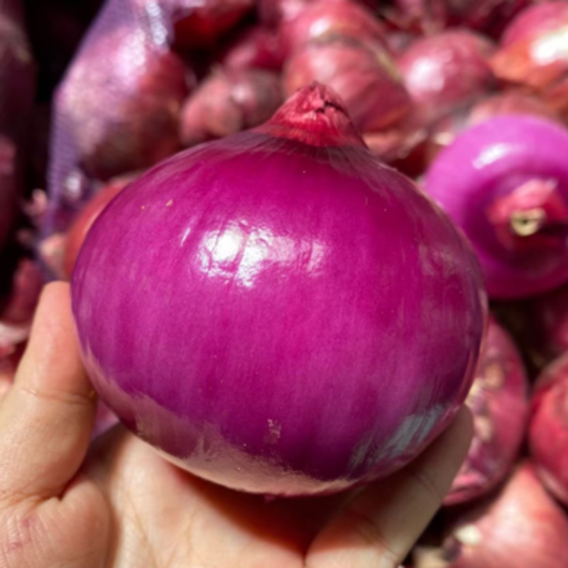 紫皮洋葱，规格齐全，市场商超品质，人工挑选包食宿