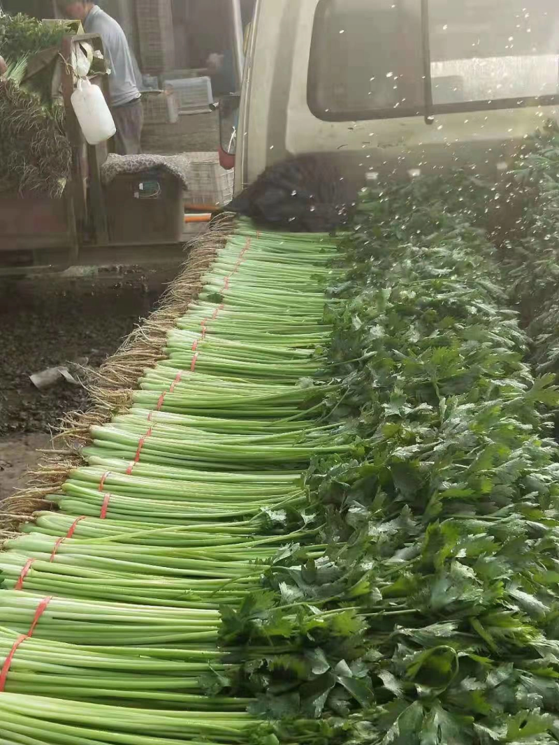 【芹菜】山东精品毛芹一手货源四季供应品质保证