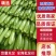 【优质商家】精品西葫芦视频看货无中间商货源充足