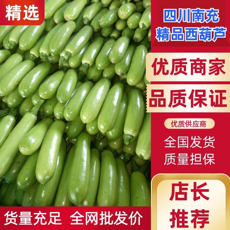【优质商家】精品西葫芦视频看货无中间商货源充足