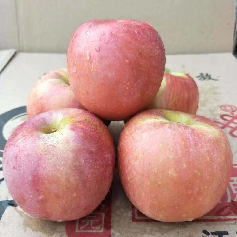 【精品】山西冷库冰糖心红富士苹果大量供应产地直发