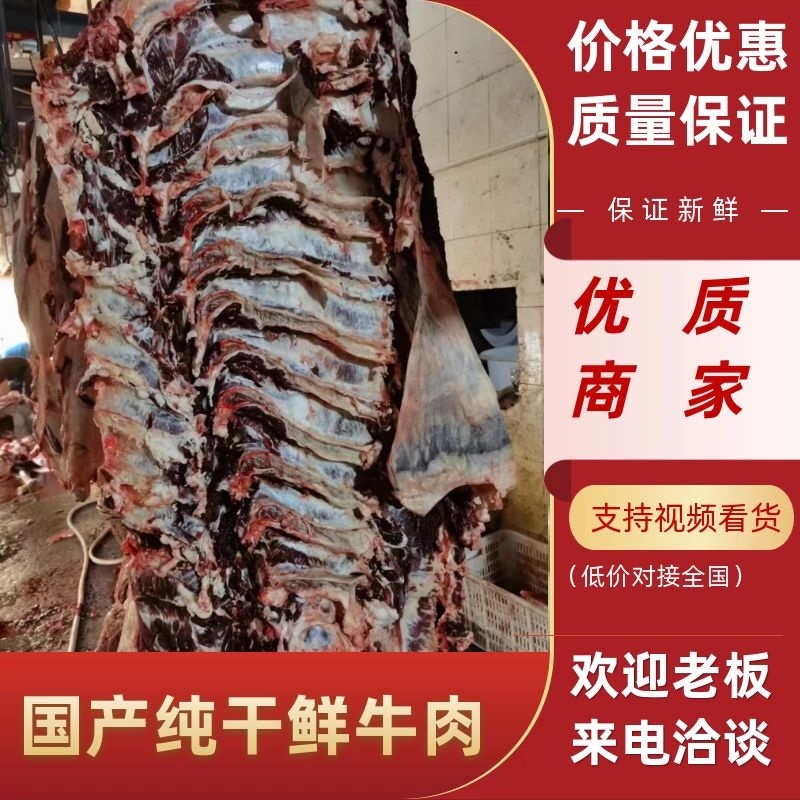 【牛肉】国产纯干鲜牛肉，手续齐全长期供应餐饮市场等