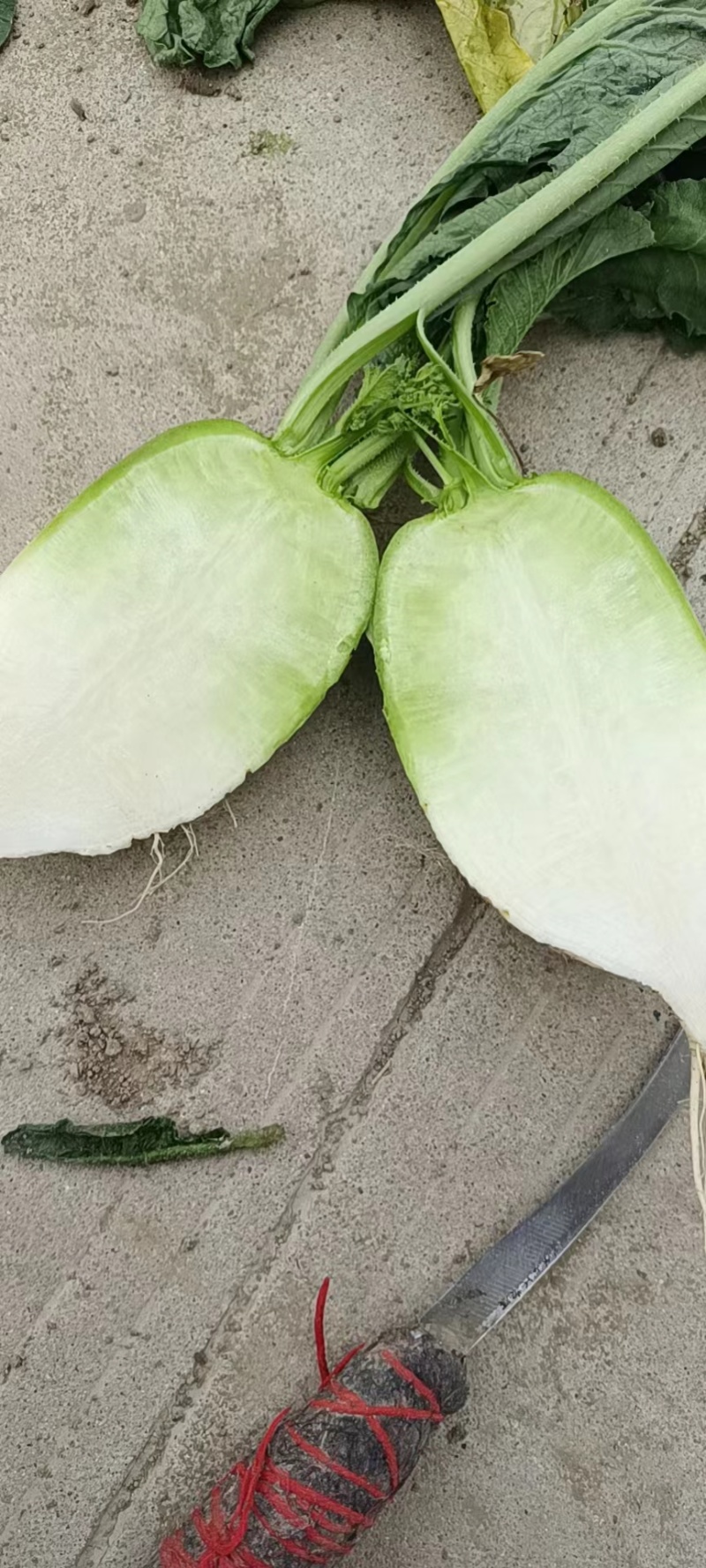 【牛商优选】水萝卜，自产自销，货源充足，质量保证