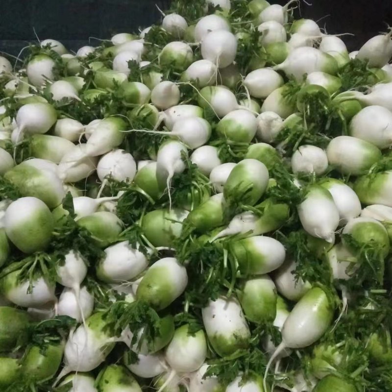 【牛商优选】水萝卜，自产自销，货源充足，质量保证