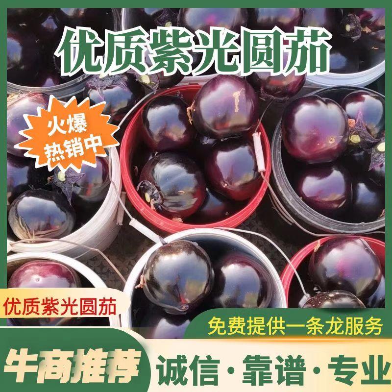 《精选》黑紫光茄子，黑圆茄，紫光圆茄，山东茄子，全国代发